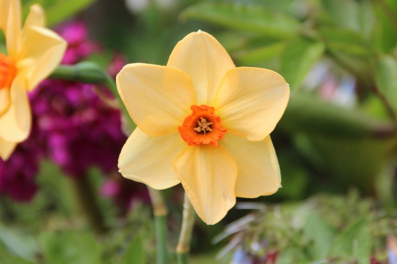 Narcissus 'Dear Lotte'  bestellen